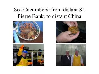 Sea Cucumbers, from distant St. Pierre Bank, to distant China