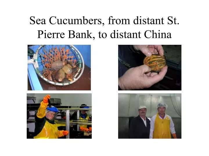 sea cucumbers from distant st pierre bank to distant china