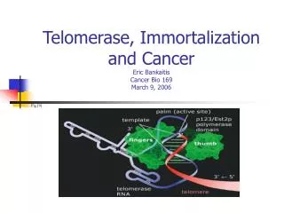 Telomerase, Immortalization and Cancer Eric Bankaitis Cancer Bio 169 March 9, 2006