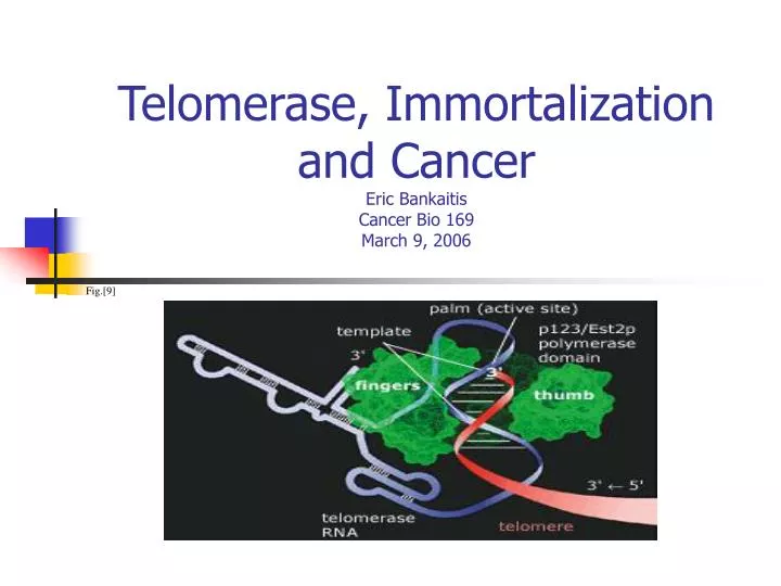 telomerase immortalization and cancer eric bankaitis cancer bio 169 march 9 2006
