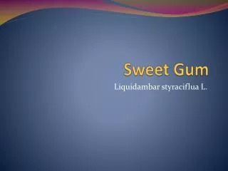Sweet Gum