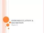 OSMOREGULATION &amp; EXCRETION - slide 1