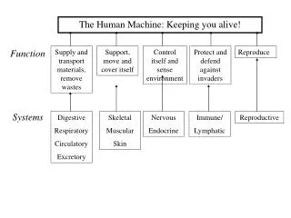 The Human Machine: Keeping you alive!