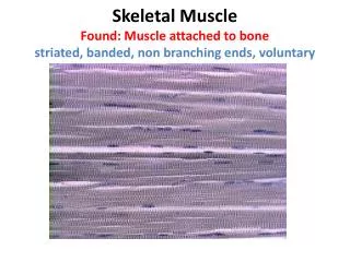 Skeletal Muscle Found: Muscle attached to bone striated, banded, non branching ends, voluntary