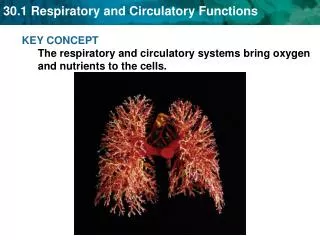 KEY CONCEPT The respiratory and circulatory systems bring oxygen and nutrients to the cells.