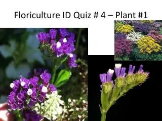 Floriculture ID Quiz # 4 – Plant #1