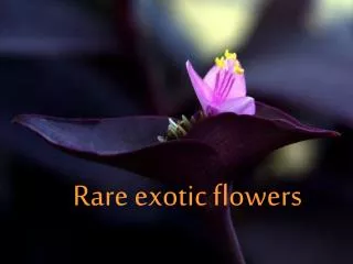 Rare exotic flowers