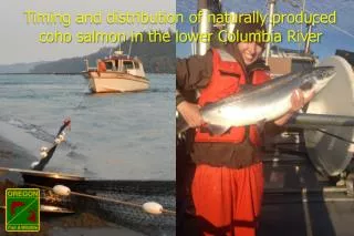 Timing and distribution of naturally produced coho salmon in the lower Columbia River
