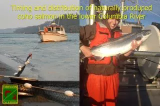 timing and distribution of naturally produced coho salmon in the lower columbia river