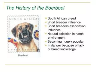 The History of the Boerboel