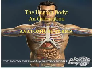 the human body an orientation