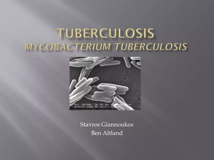tuberculosis mycobacterium tuberculosis