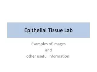 Epithelial Tissue Lab