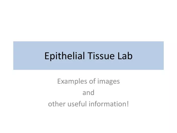 epithelial tissue lab