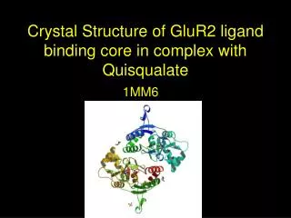 Crystal Structure of GluR2 ligand binding core in complex with Quisqualate