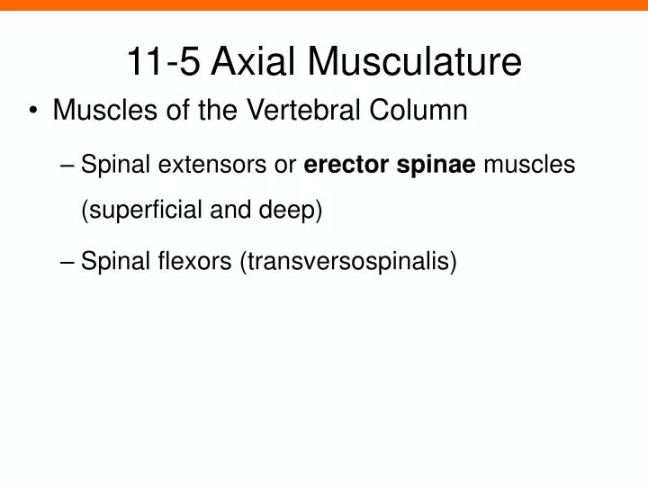 11 5 axial musculature