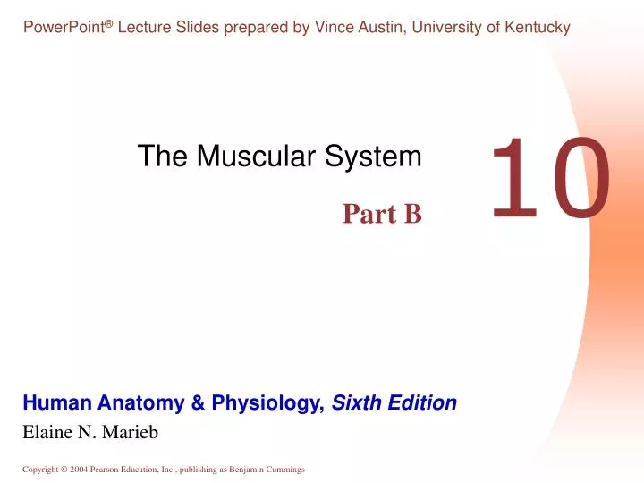 the muscular system part b