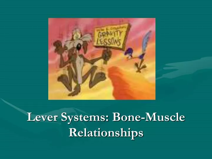 lever systems bone muscle relationships