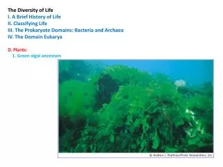 The Diversity of Life I. A Brief History of Life II. Classifying Life III. The Prokaryote Domains: Bacteria and Archaea