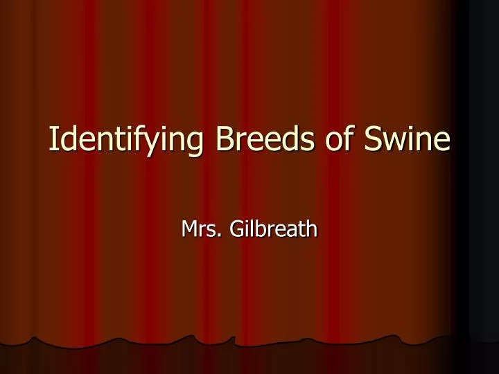 identifying breeds of swine