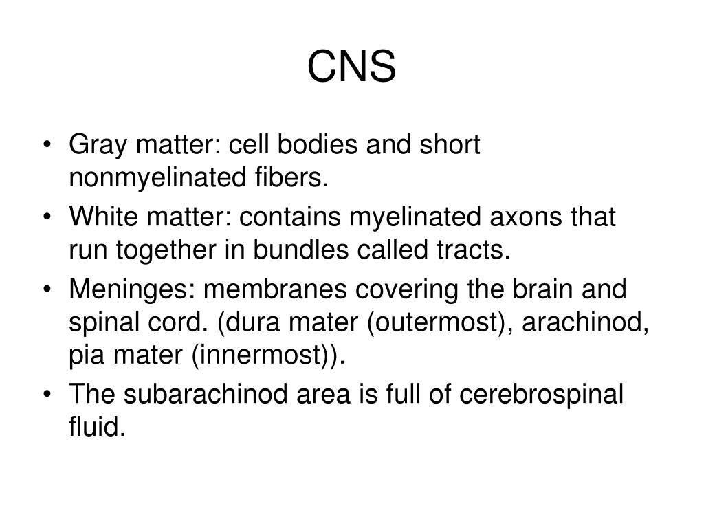 PPT - CNS PowerPoint Presentation, free download - ID:1706982