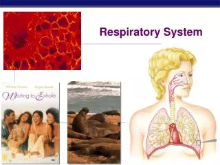 Respiratory System