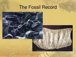 The Fossil Record