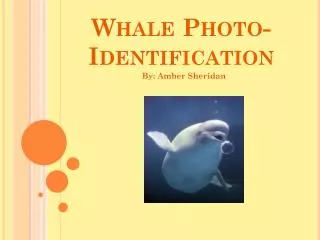 Whale Photo-Identification