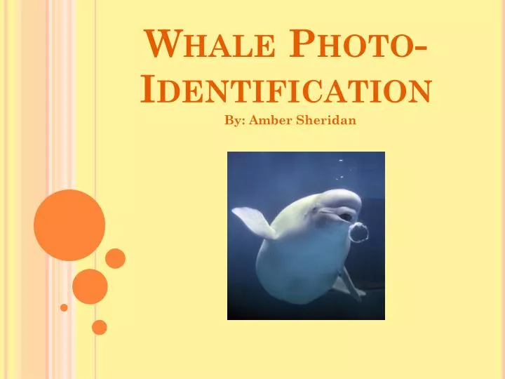 whale photo identification