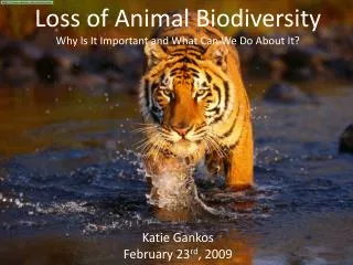 Loss of Animal Biodiversity Why Is It Important and What Can We Do About It? Katie Gankos February 23 rd , 2009