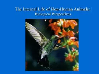 The Internal Life of Non-Human Animals: Biological Perspectives