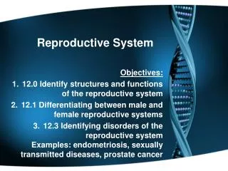 Reproductive System