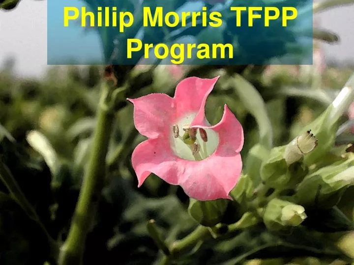 philip morris tfpp program