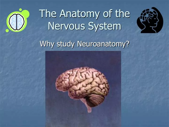 the anatomy of the nervous system