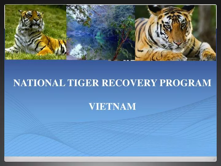 national tiger recovery program vietnam