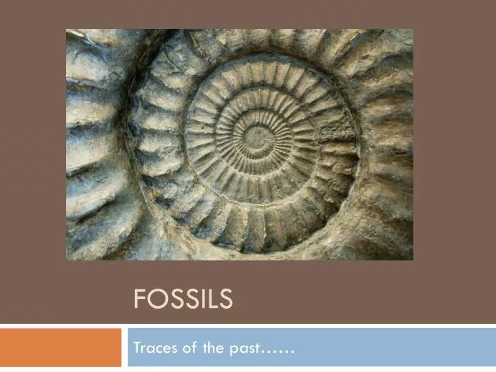 fossils