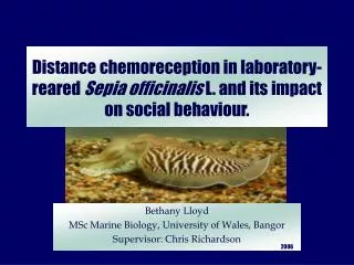 Distance chemoreception in laboratory-reared Sepia officinalis L. and its impact on social behaviour.