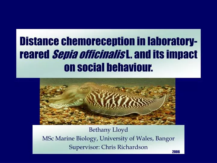 distance chemoreception in laboratory reared sepia officinalis l and its impact on social behaviour