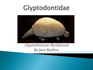 Glyptodontidae