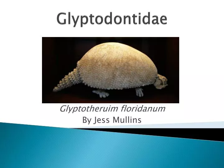 glyptodontidae