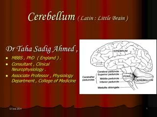 Cerebellum ( Latin : Little Brain )