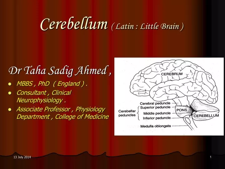 cerebellum latin little brain