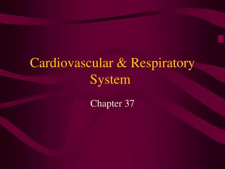 cardiovascular respiratory system