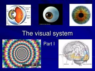 The visual system