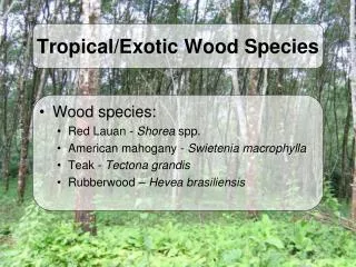 Tropical/Exotic Wood Species