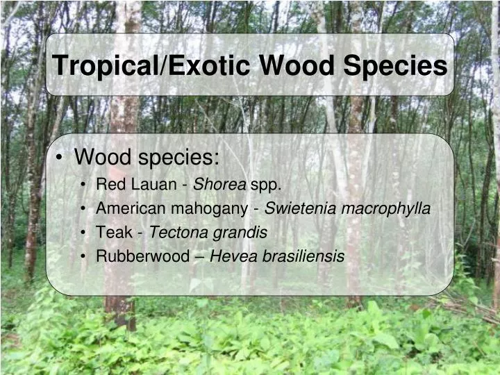 tropical exotic wood species