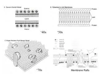 Membrane Rafts