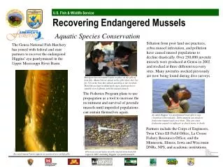 Encysted mussel larvae appear as grains of rice on fish gills.
