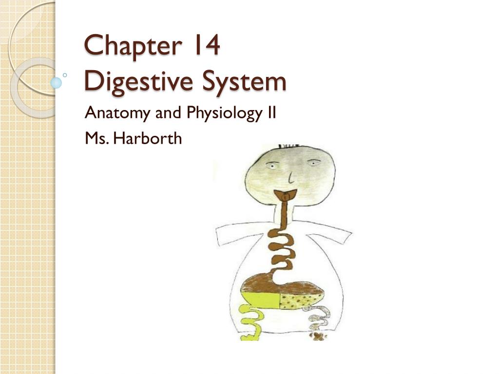 PPT - Chapter 14 Digestive System PowerPoint Presentation, free ...