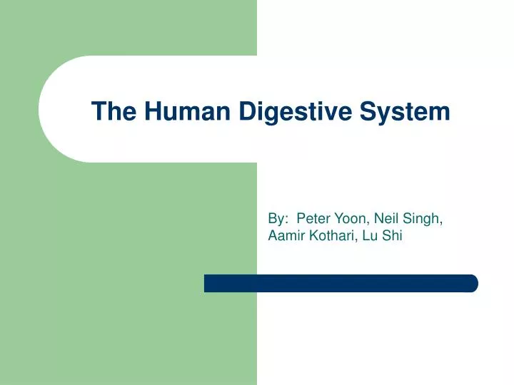 the human digestive system